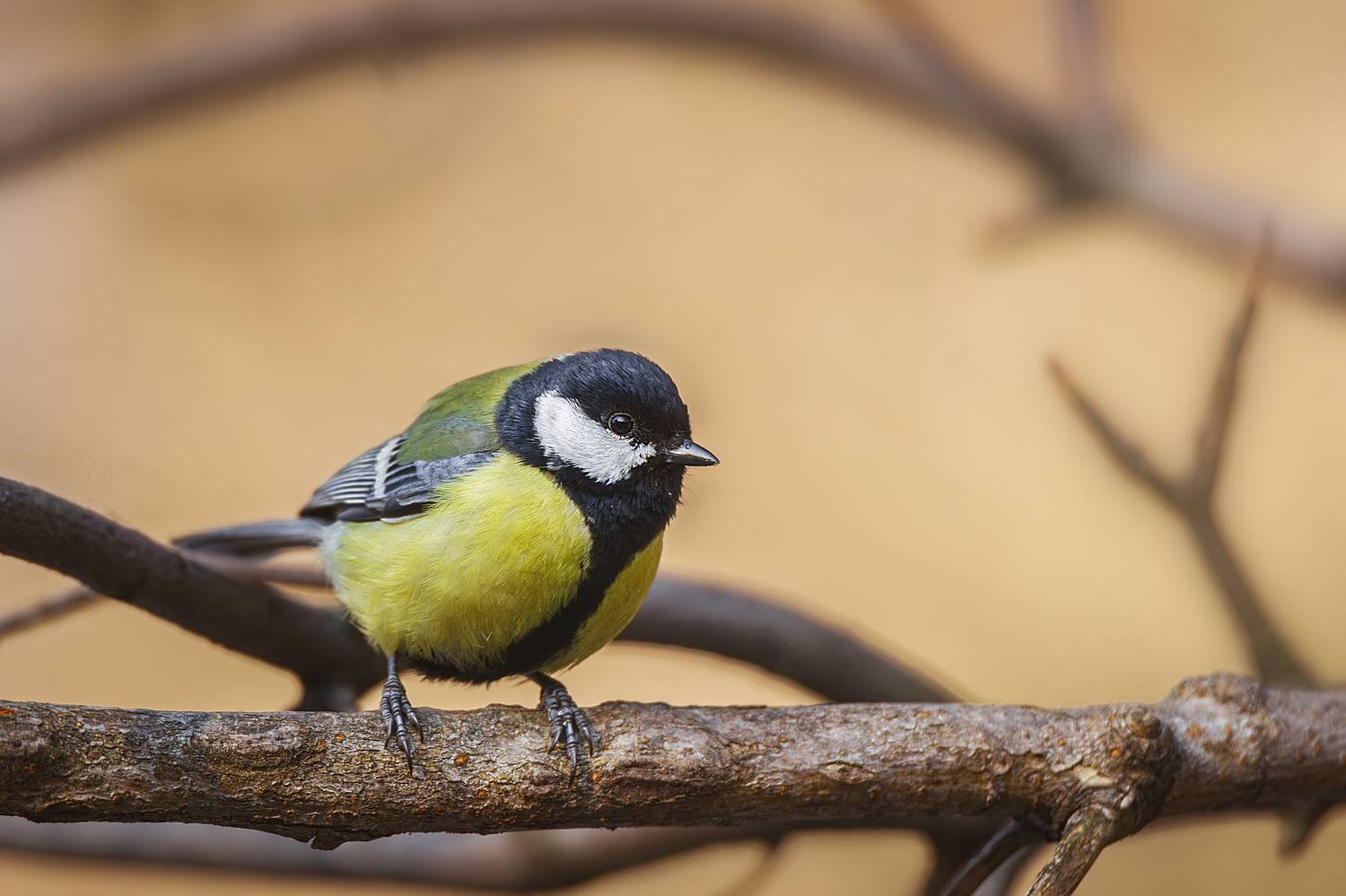 , Корнеев Алексей