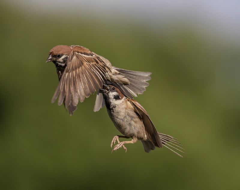 Догнал и наказал фото превью