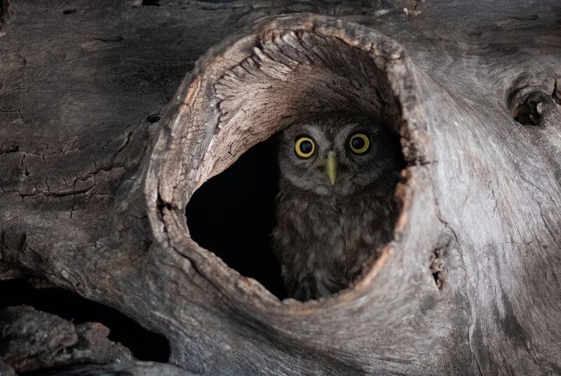 Сычик фото превью