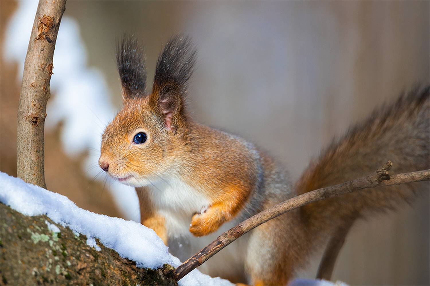 , Чудинин Дмитрий