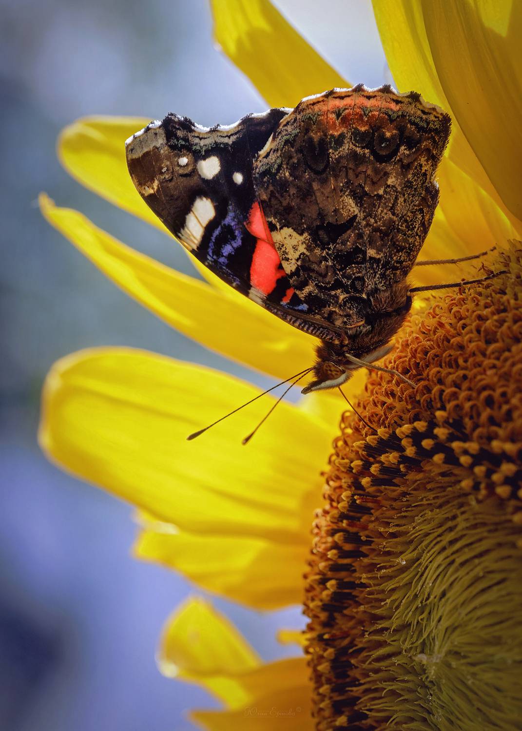 бабочка, адмирал, подсолнух, Ершова Юлия