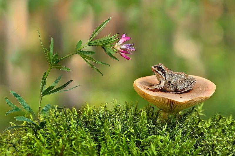 макро, природа, боке, цветы, лягушка, macro, nature, flowers, frog, mushroom Медитация фото превью