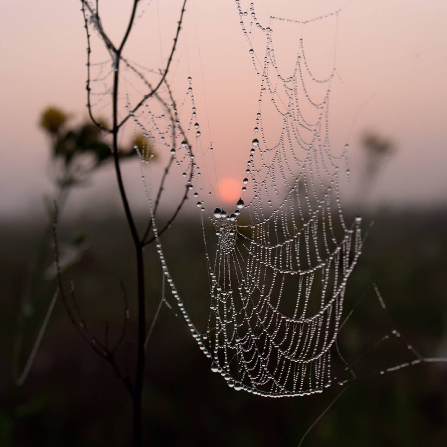 паутинка, август, восход, Елена Колеснева