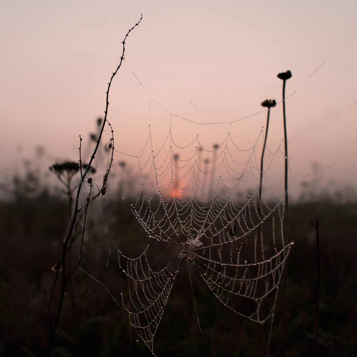 , Елена Колеснева