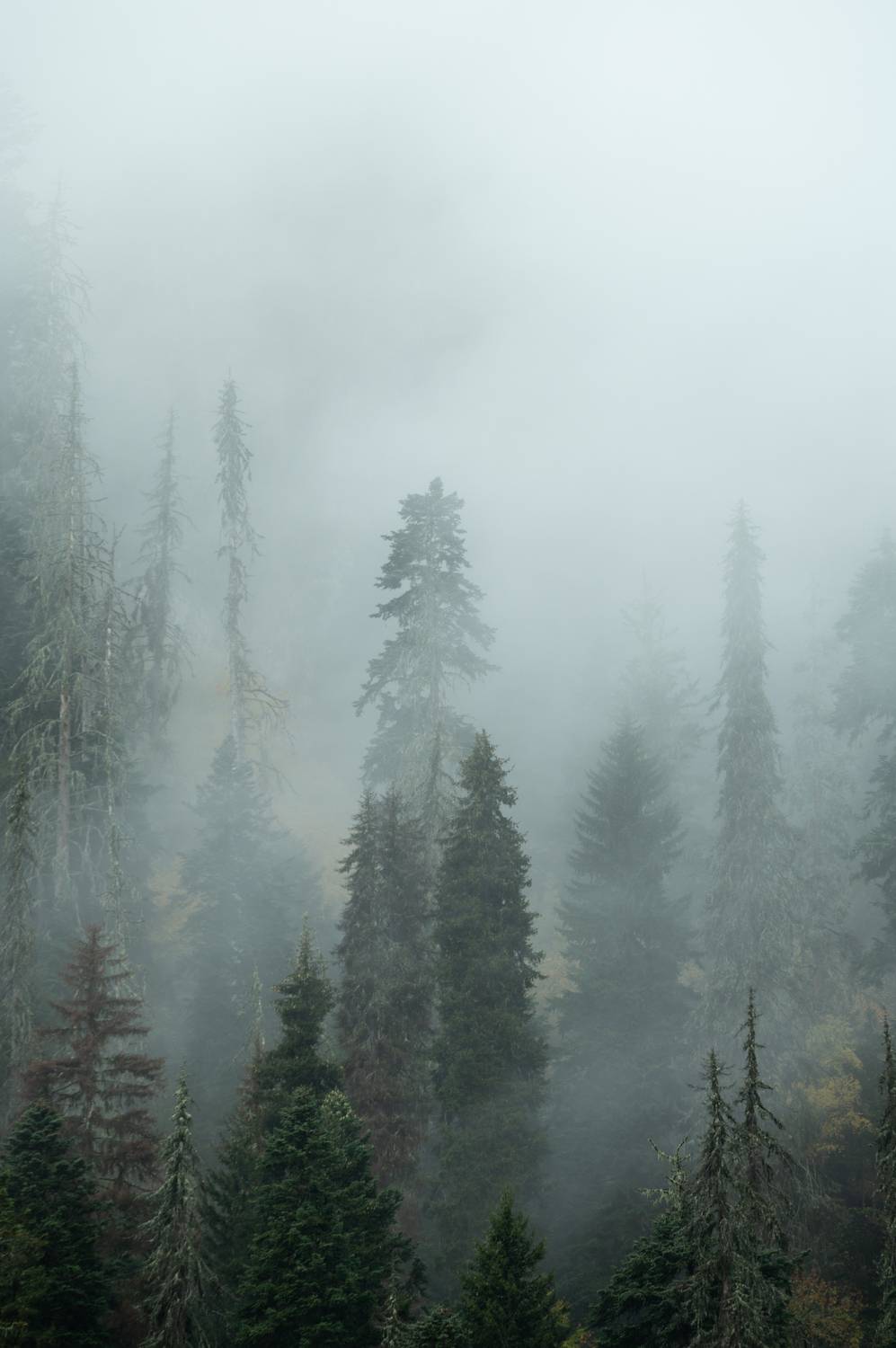 , Перевозчиков Андрей