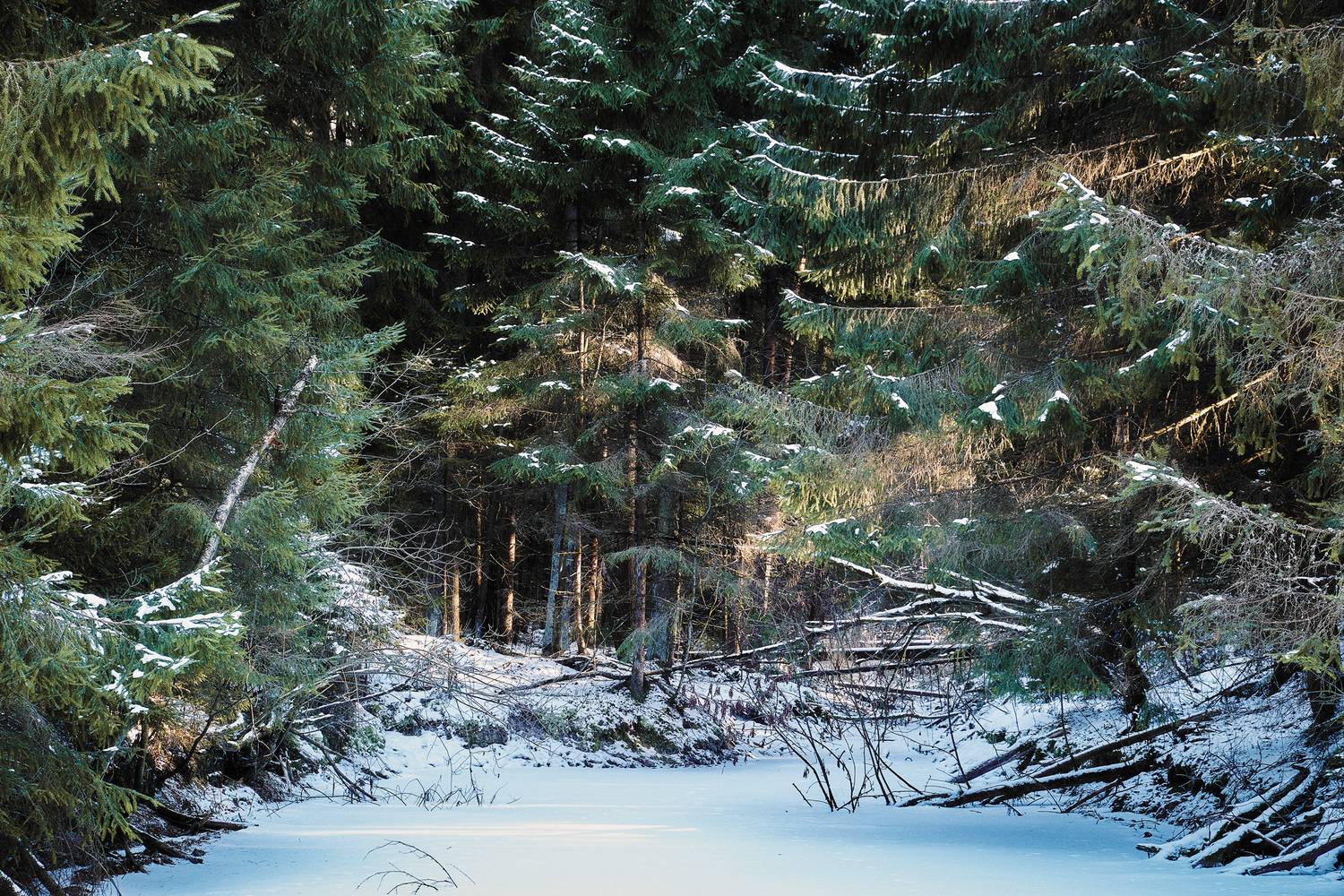 лес, зима, снег, Валерий Вождаев