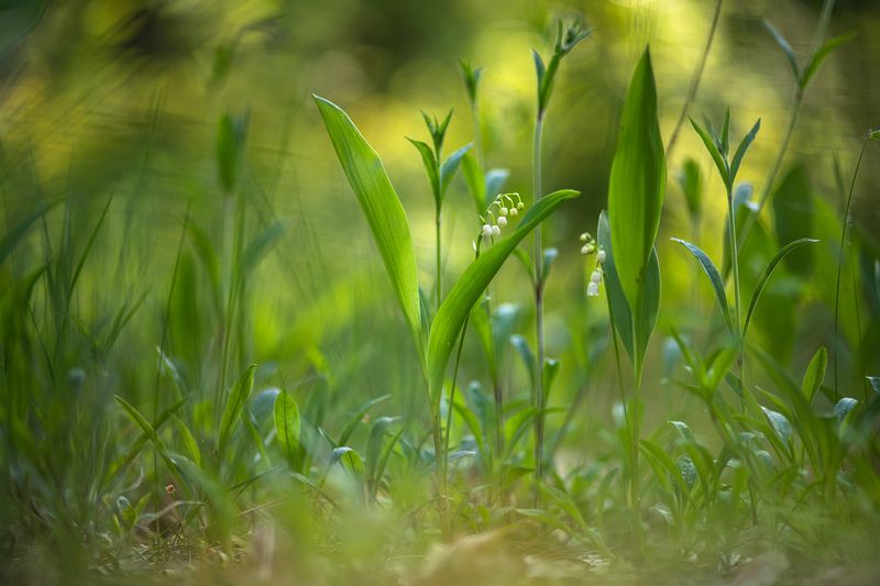ландыши, весна, свет, лес, макро, природа, геннадий мещеряков, nikon d 850, carl zeiss makro-planar t* 100mm f/2 zf.2 Просто майское утро в лесу... фото превью