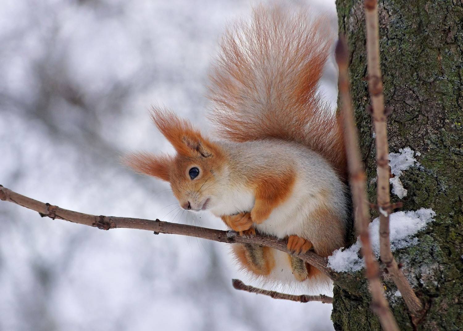 , Чепленко Алексей