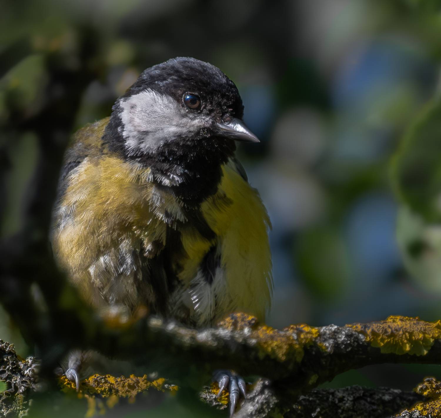 , Курлянцев Алексей
