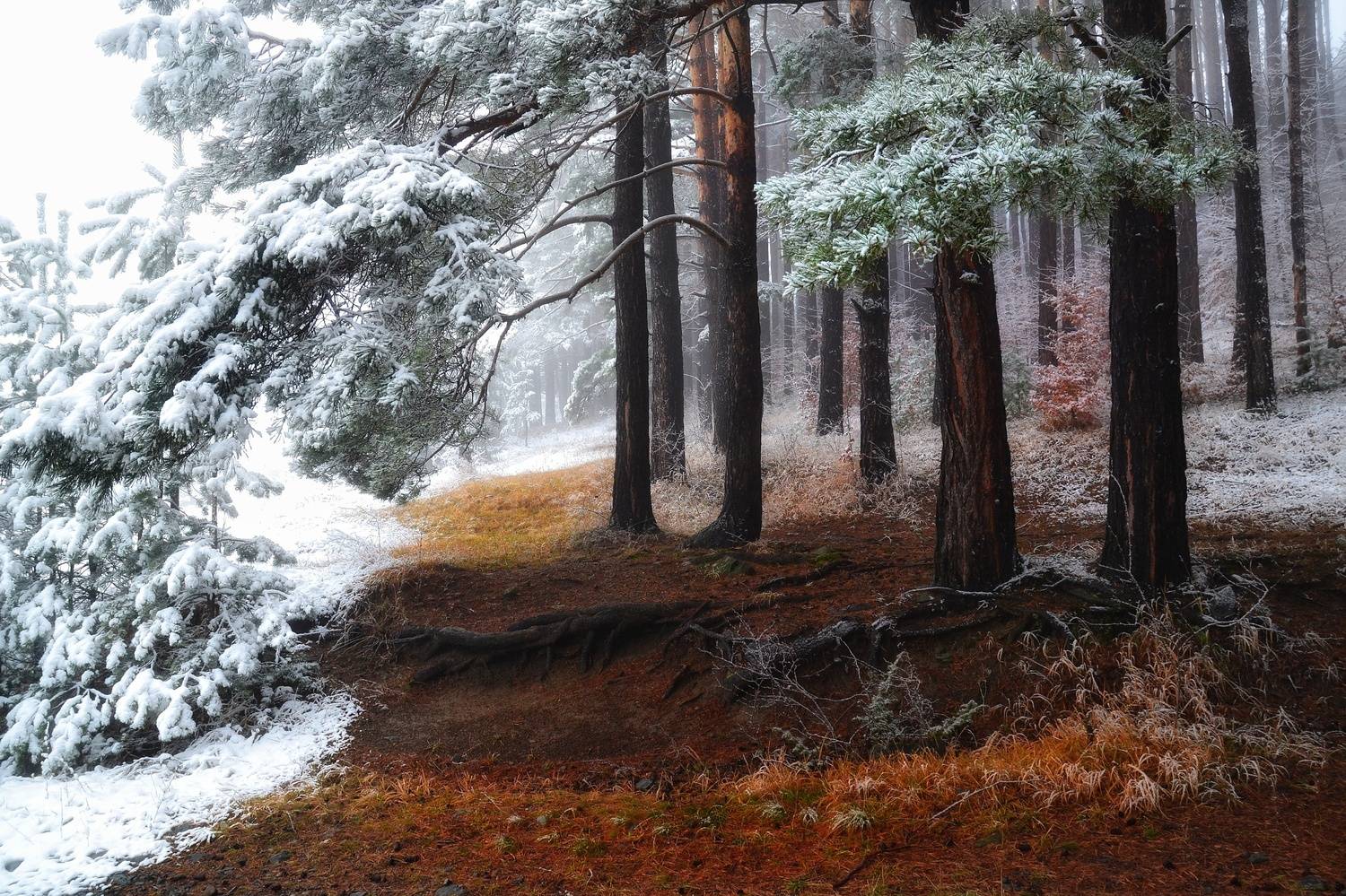 , Юлияна Стоянова