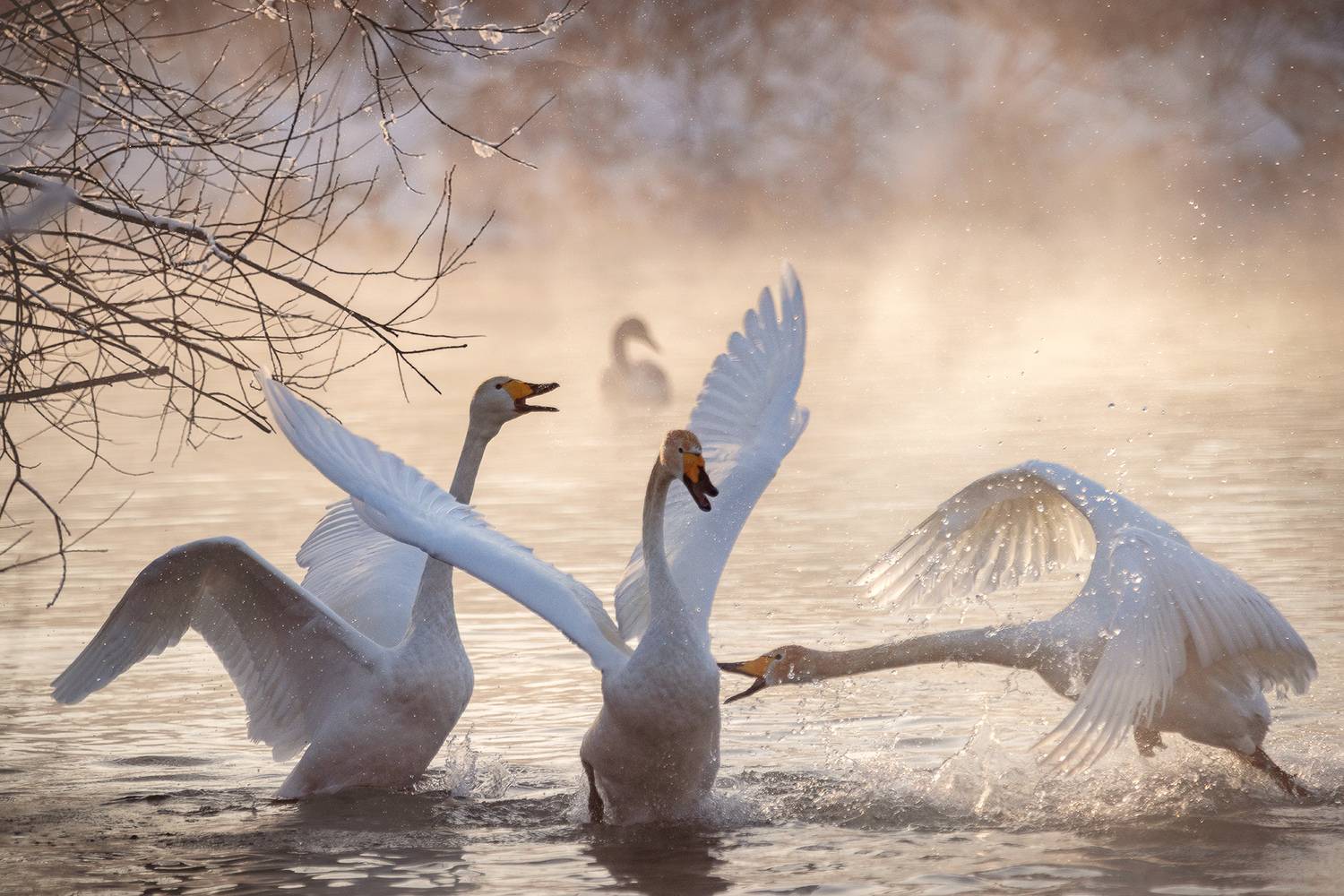 , Дмитрий Купрацевич