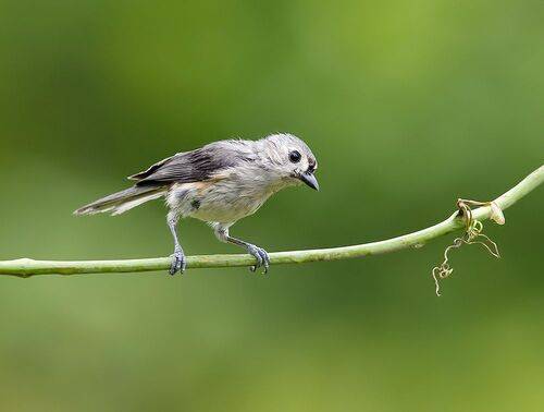 Tufted Titmouse -Острохохлая синица