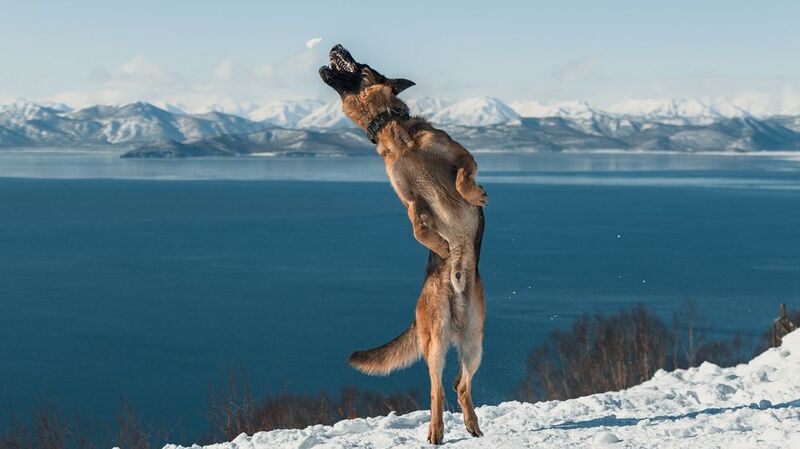 немецкая овчарка, мишенная сопка, камчатка, фотограф, весна, городские пейзажи, петропавловск-камчатский Немец Бэр фото превью