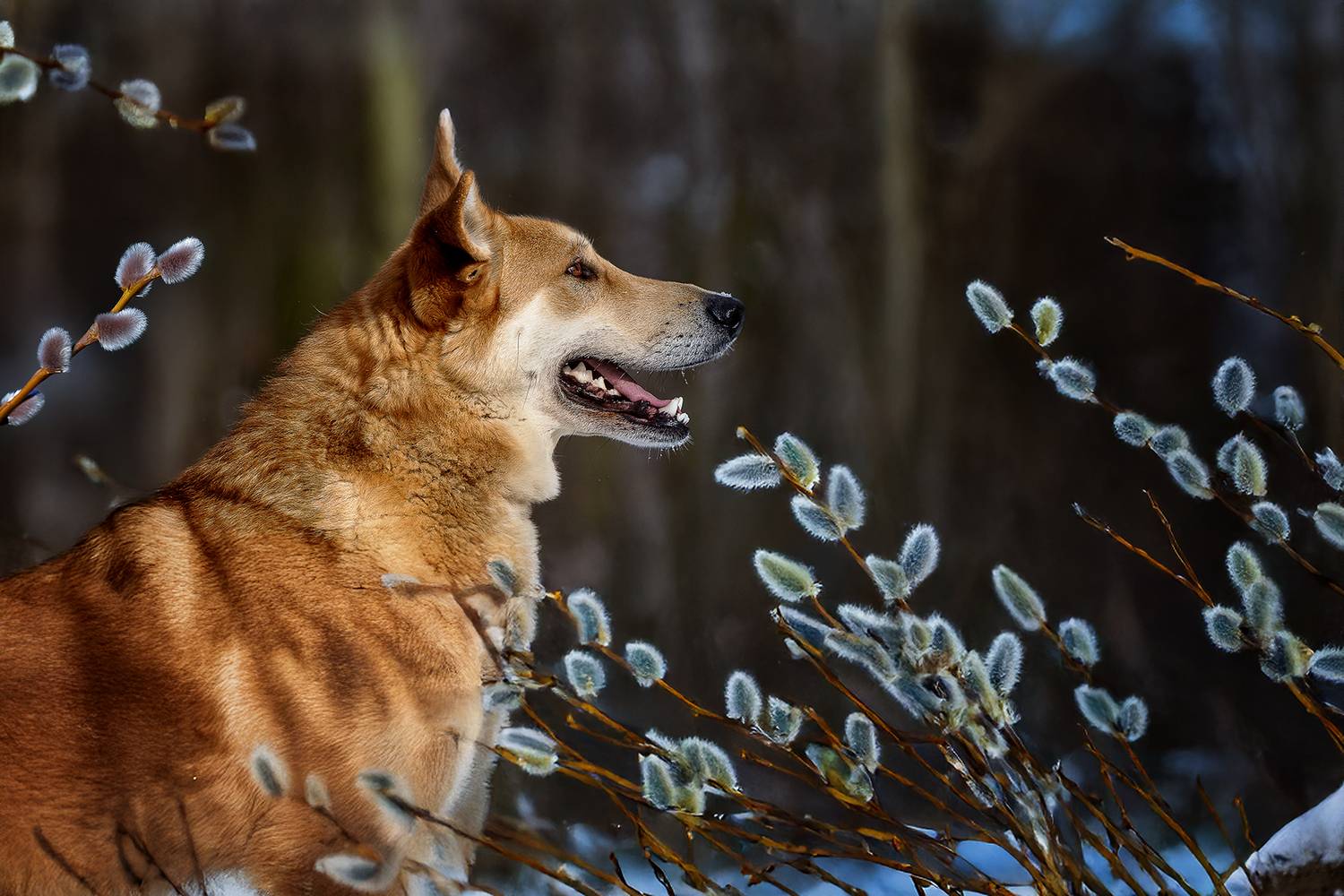 , Елена Самусенкова