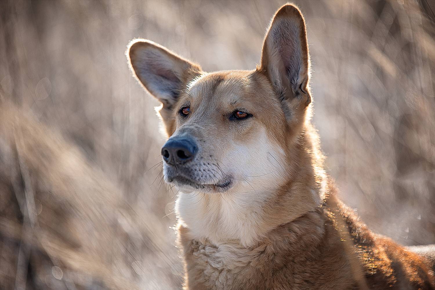 , Елена Самусенкова