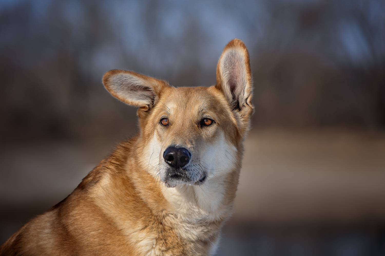 , Елена Самусенкова