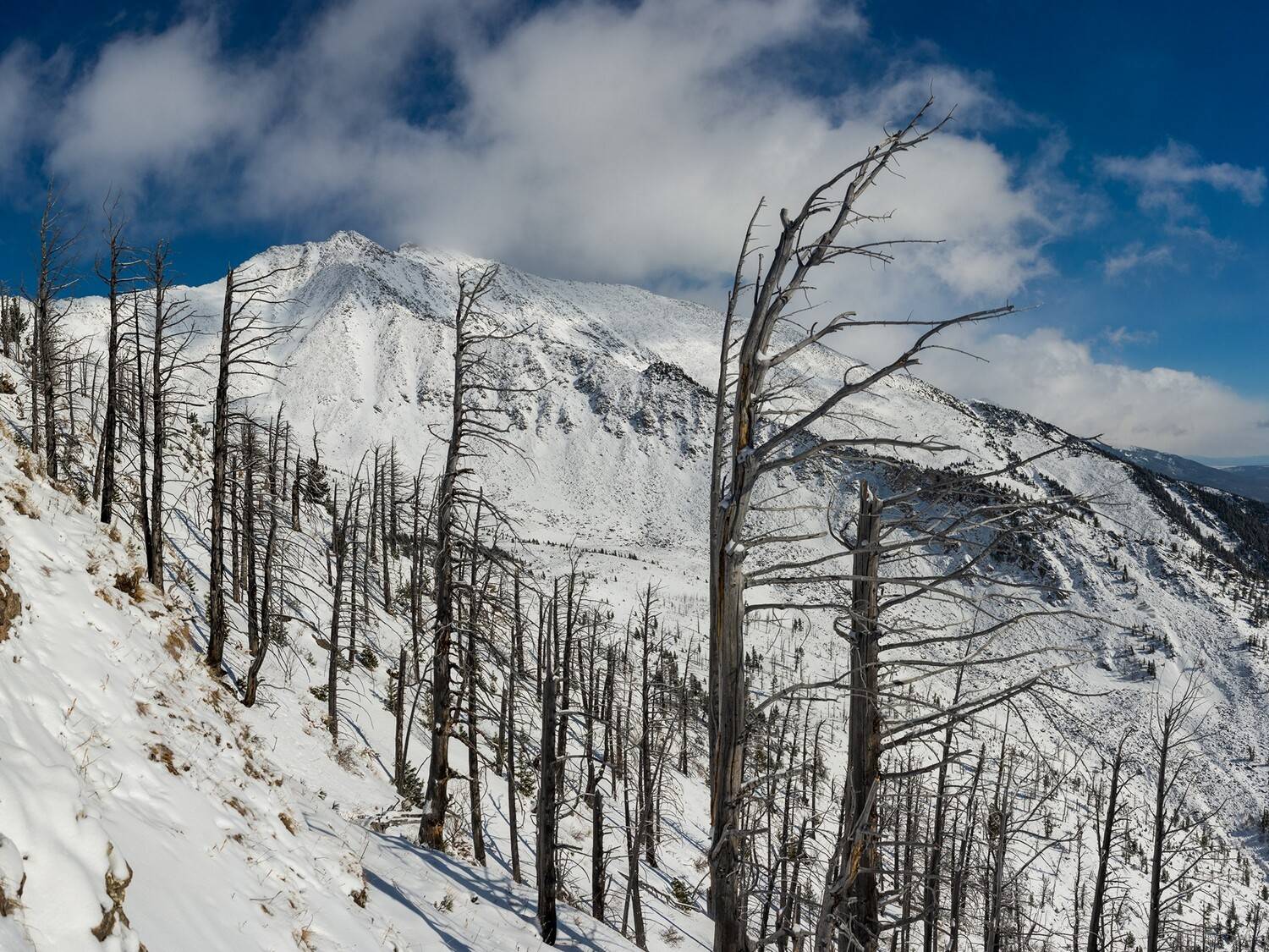 , Беляев Юрий