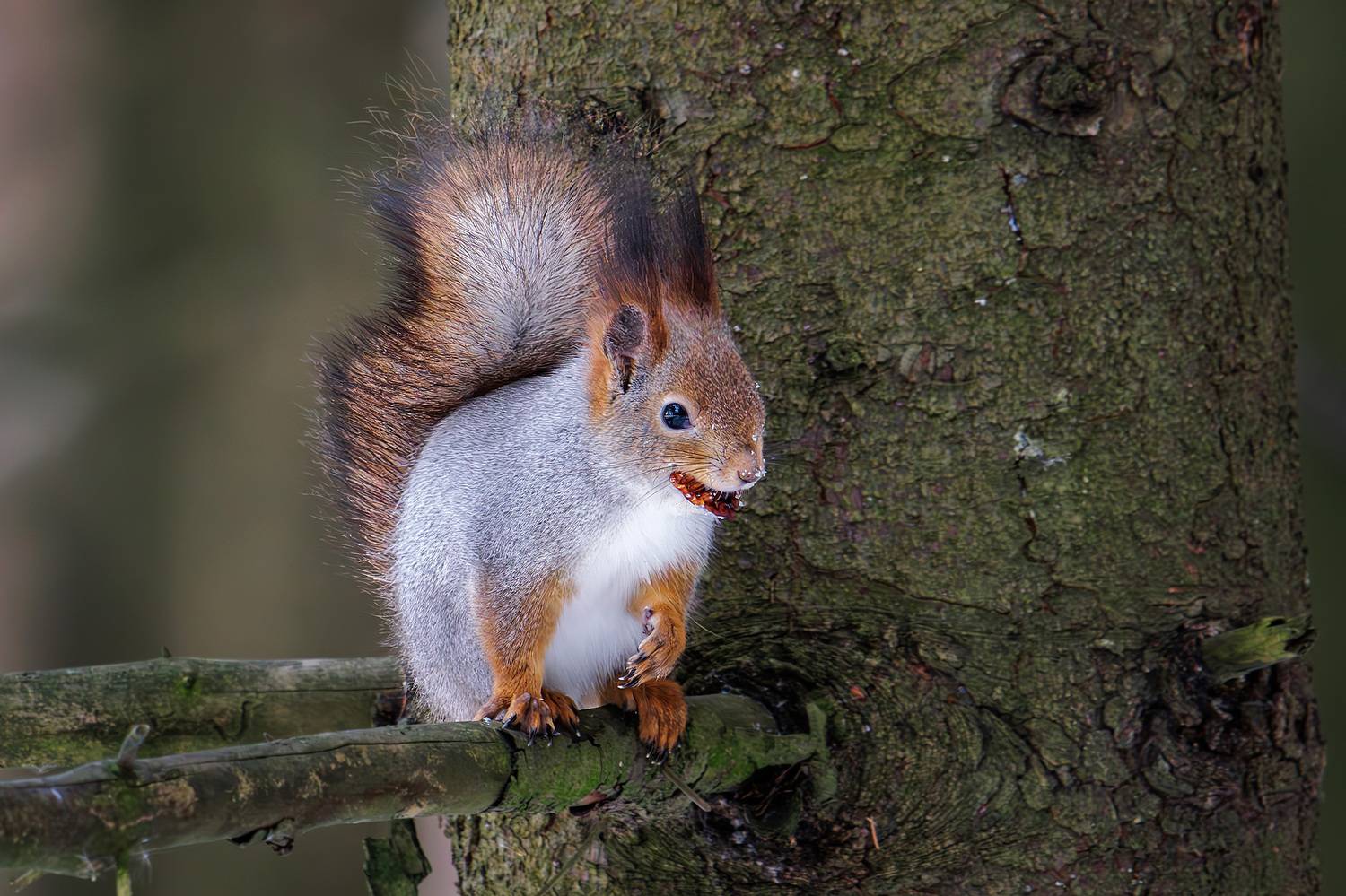 , Морозов Сергей