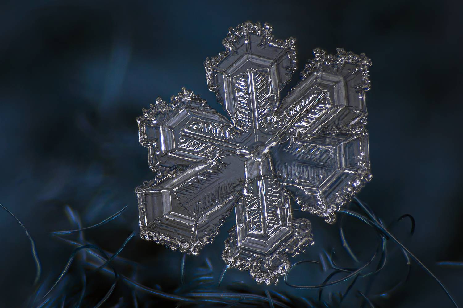 ceclii, macro, Ganev Tsvetan