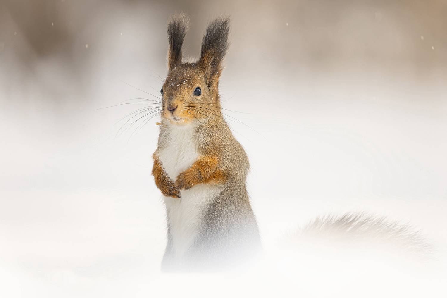 Белка, Руслан Pl