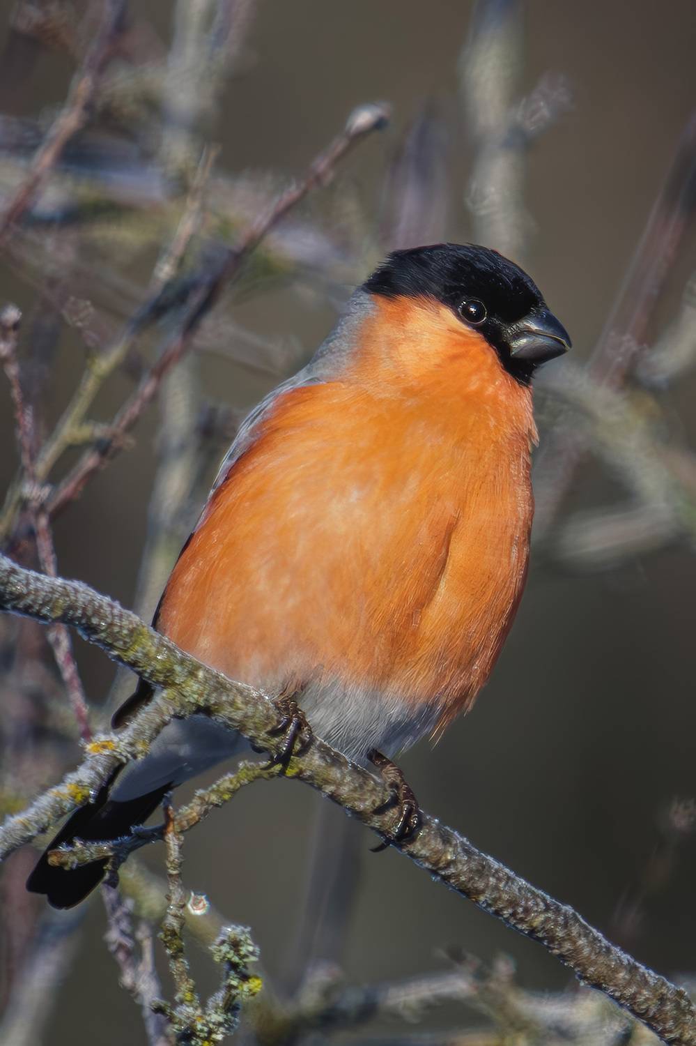 снегирь, Морозов Сергей