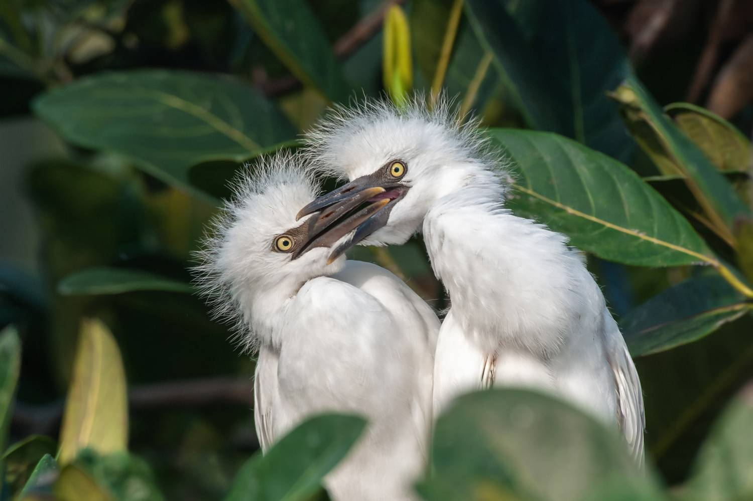 восточная египетская цапля; птенцы; гнездо; birds; wild; wildlife; ardea coromanda; bubulcus ibis; cattle egret; eastern cattle egret; nest, Наталья Паклина