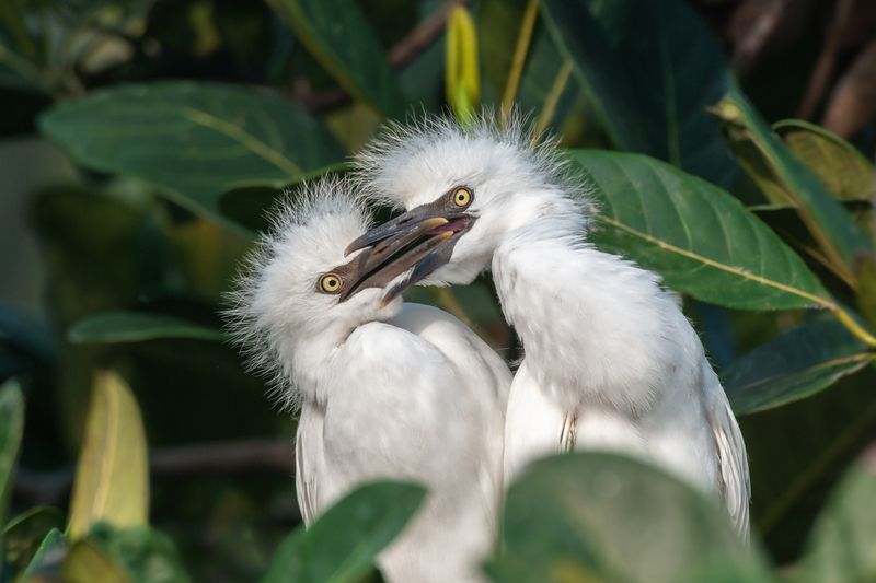 - Давай помолчим! фото превью