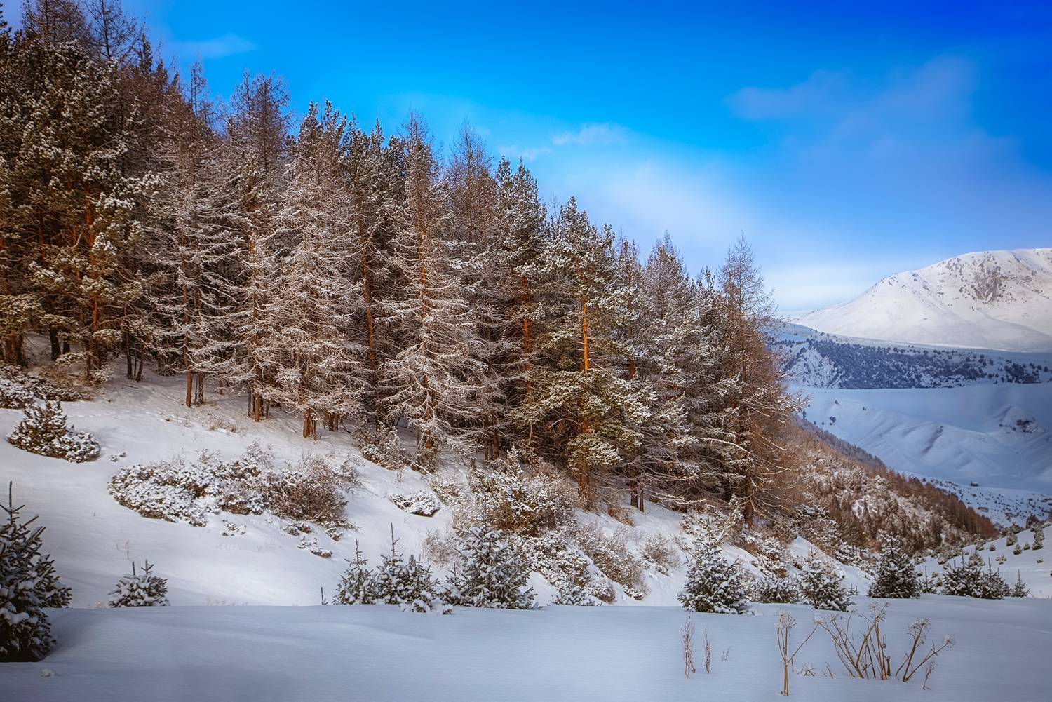 Кыргызстан, Элина Магалимова