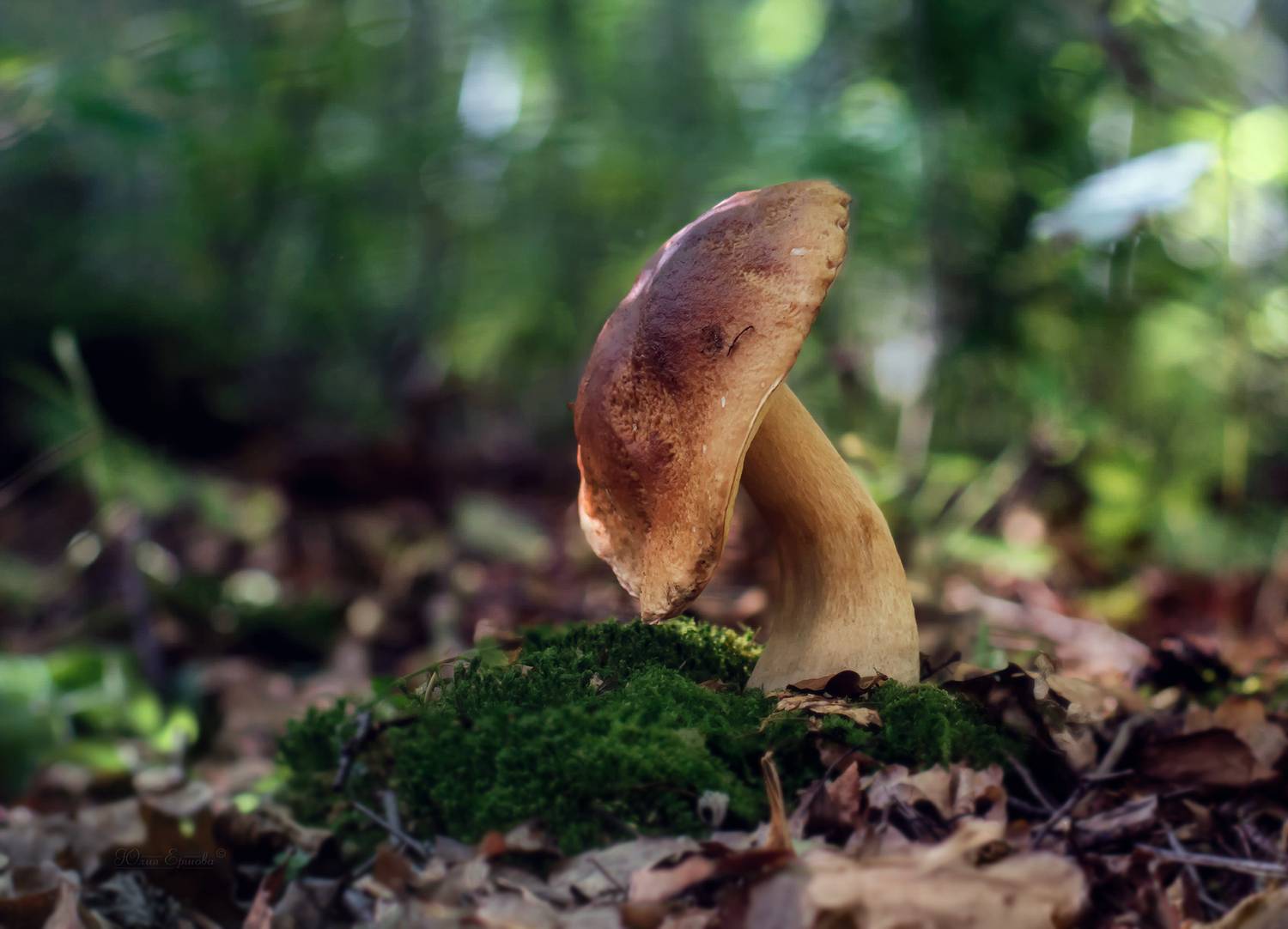 гриб, белый, Ершова Юлия