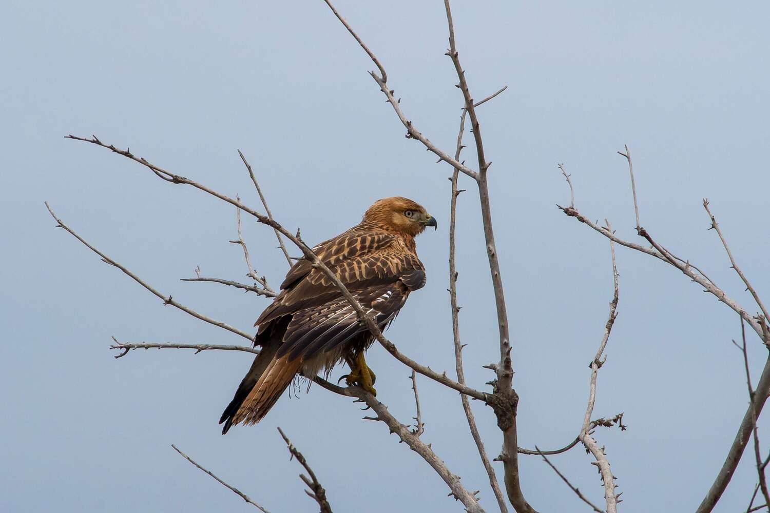 bird, birds, volgograd, russia, wildlife, , Павел Сторчилов