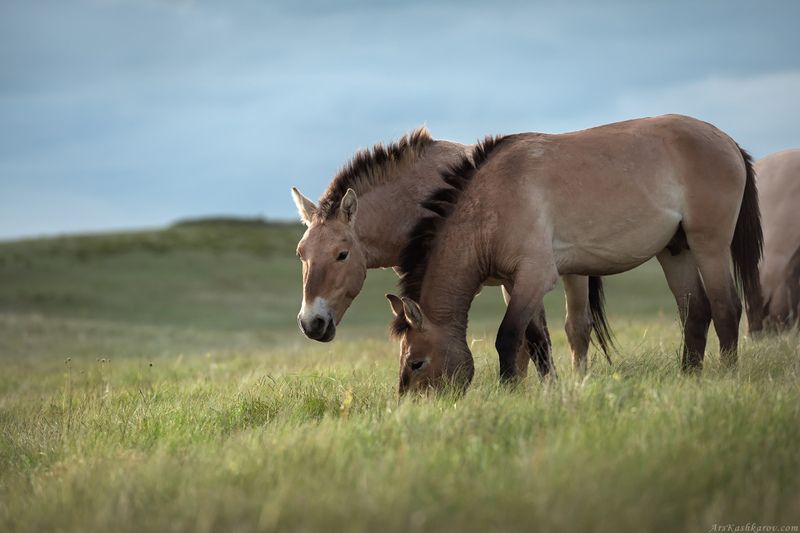 дикая лошадь, лошадь пржевальского, оренбуржье, степь, природа оренбургской области, южный урал, животные степи, степной пейзаж \
