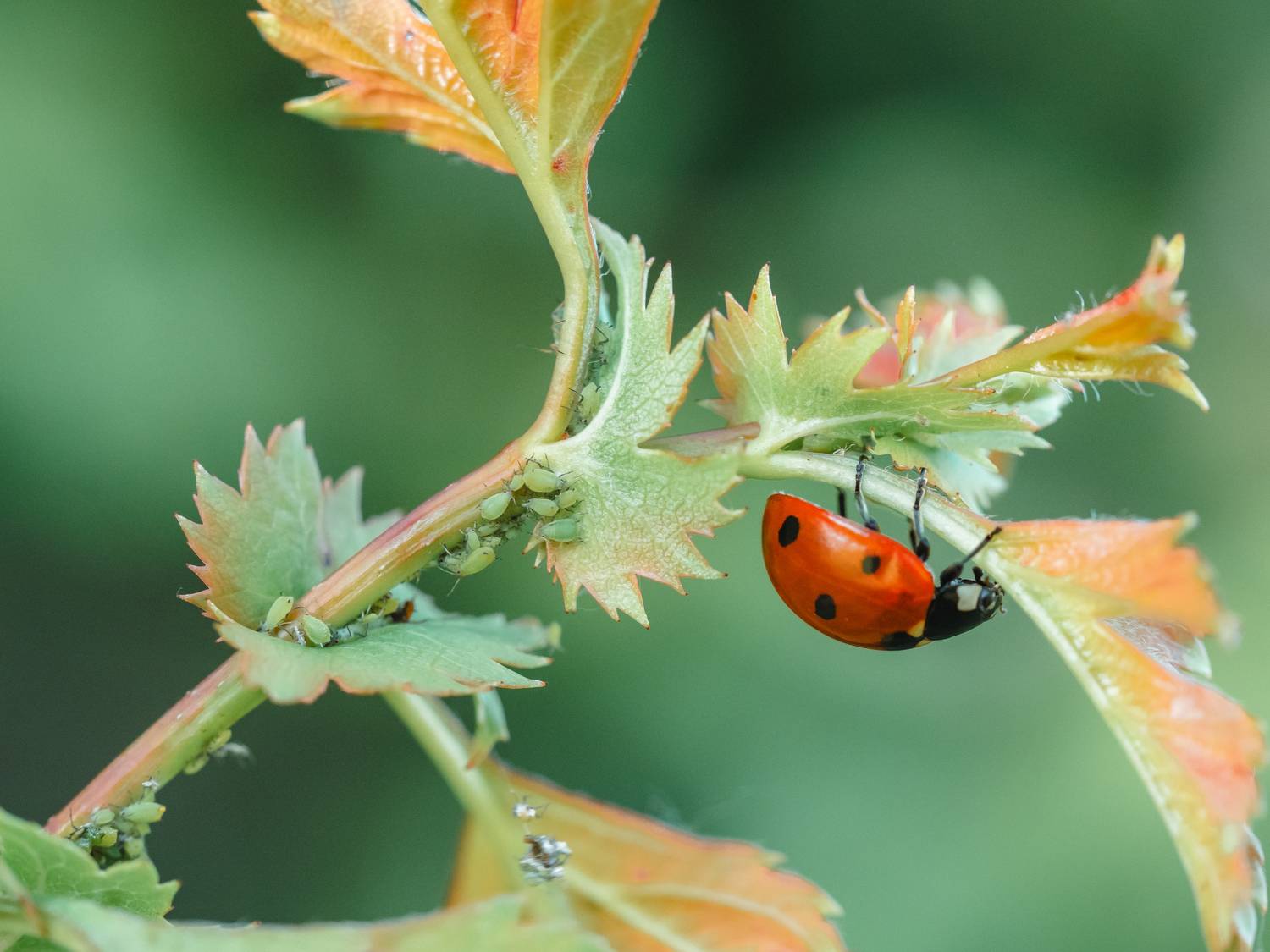 , Ирина Протченко