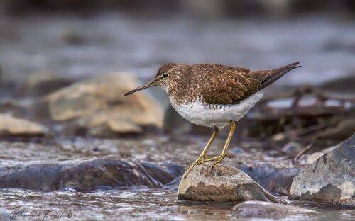 По камушкам