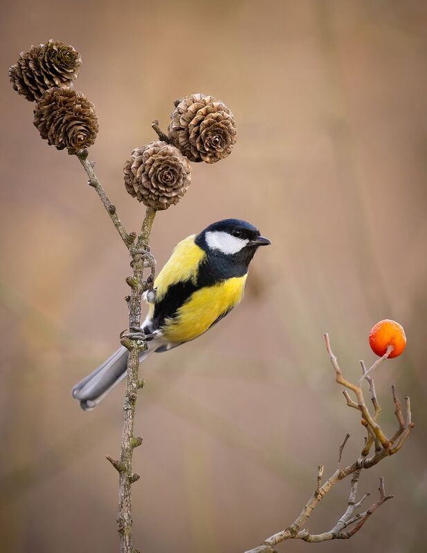 Titmouse фото превью