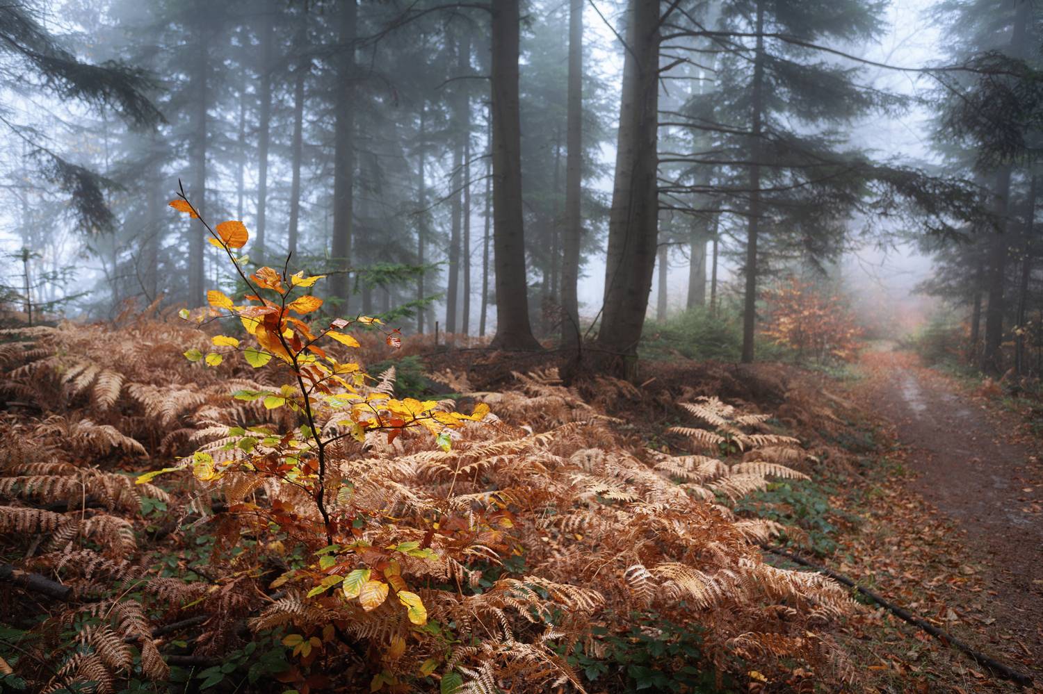 ,  Mirosław Pruchnicki