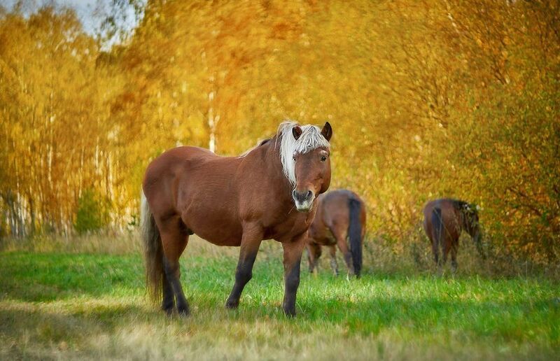 гелиос-40 кони в осени фото превью