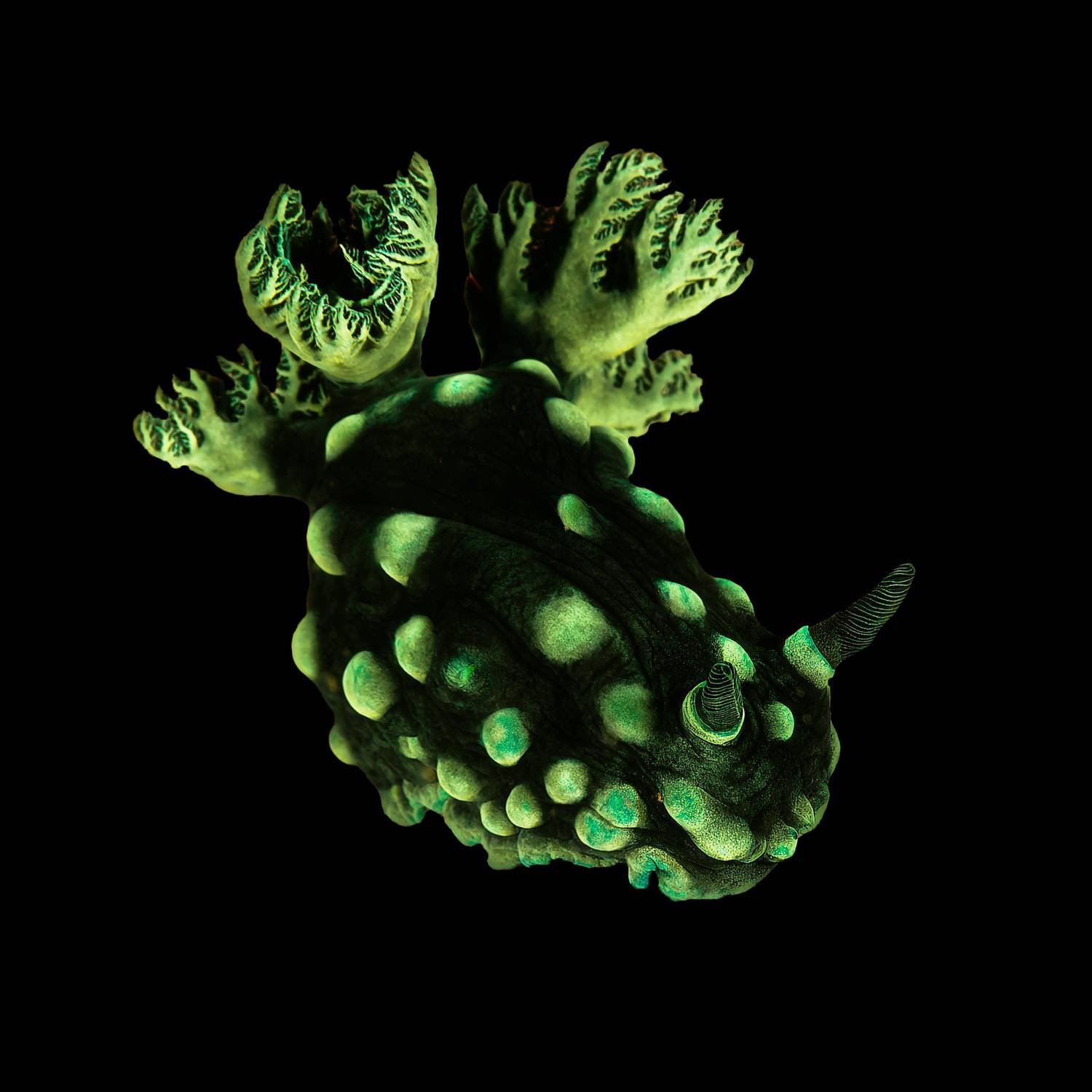 немброта гребенчатая, nembrotha cristata, голожаберник, malapascua island, philippines, малапаскуа,  филиппины, Булгаков Сергей