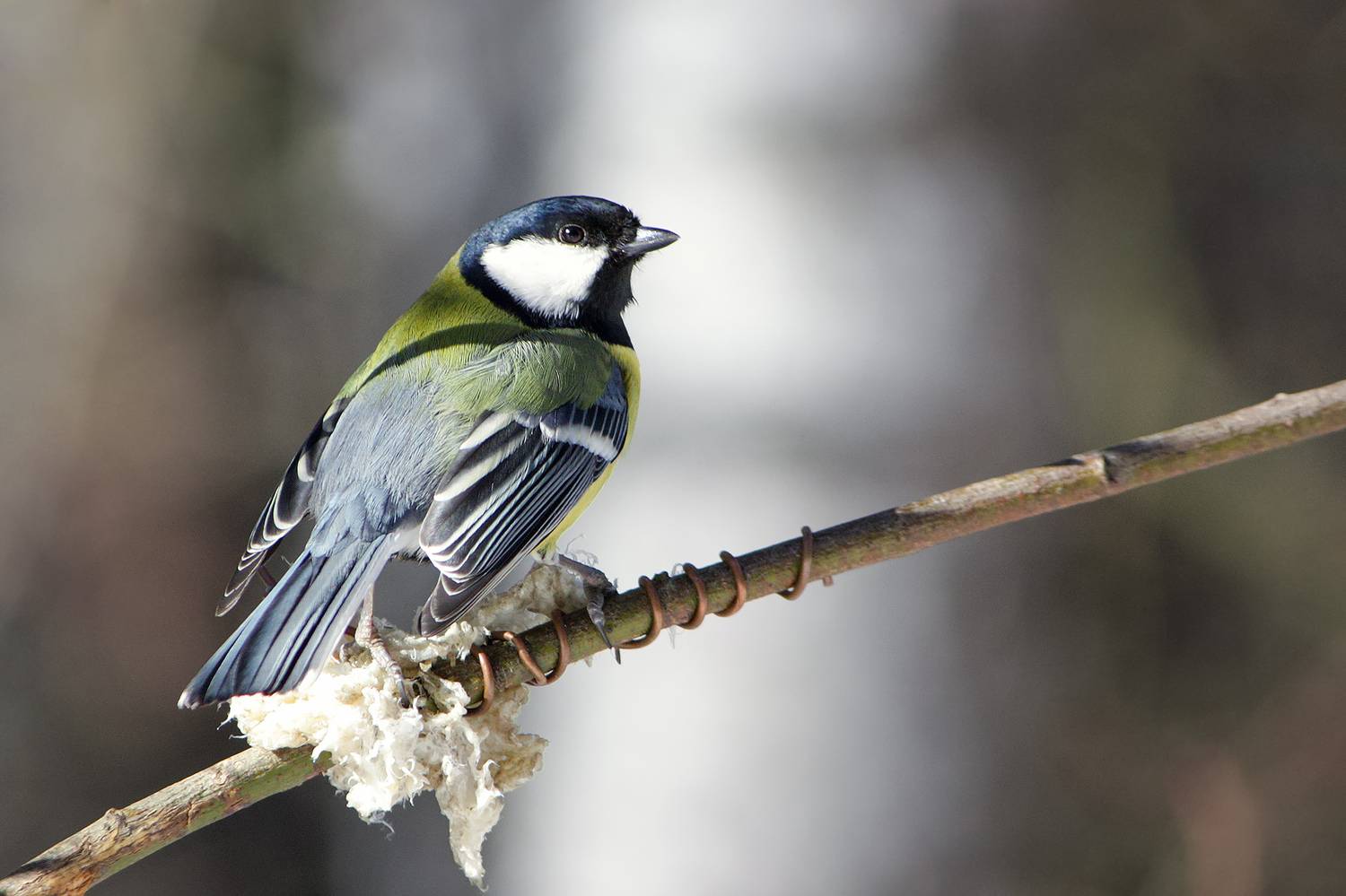 синица, большая синица, большак, parus major, КарОл