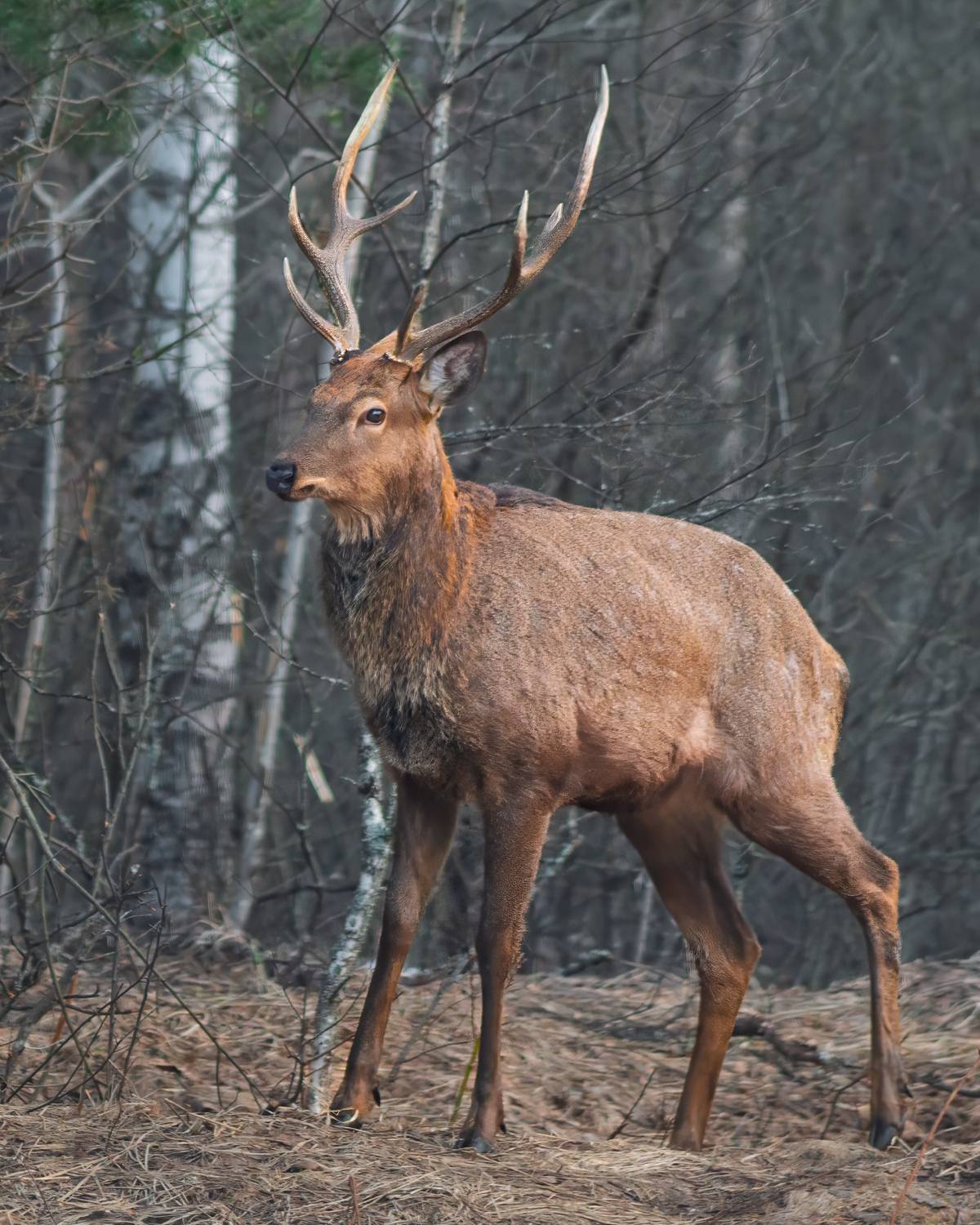 животные, пятнистый олень, олени, природа, wildlife, canon, Пронин Денис