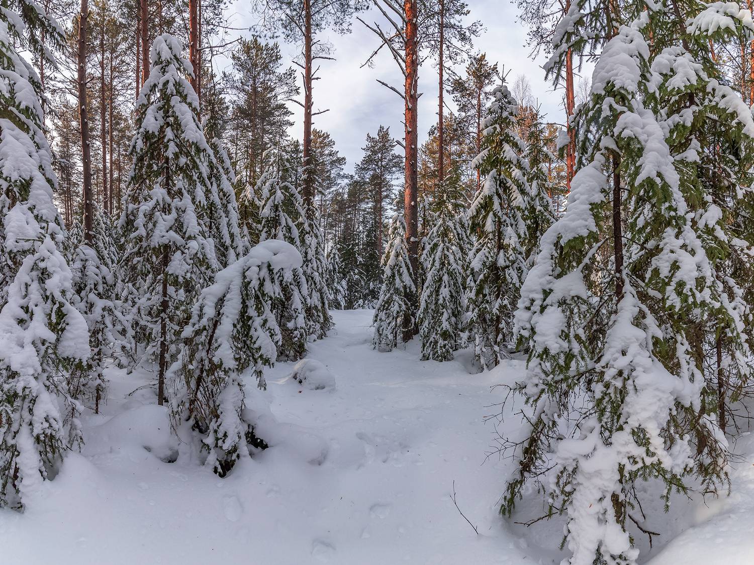 лес, зима, ель, снег,, Анкудинов Леонид