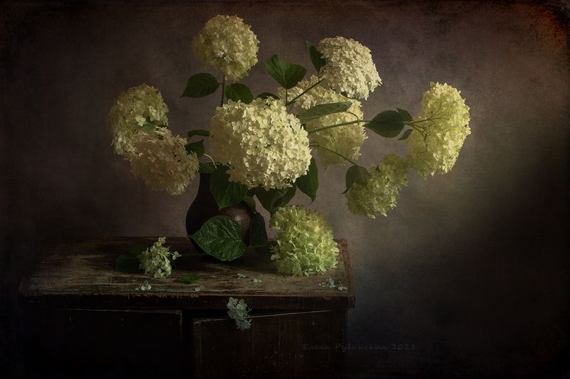 Гортензия фото превью