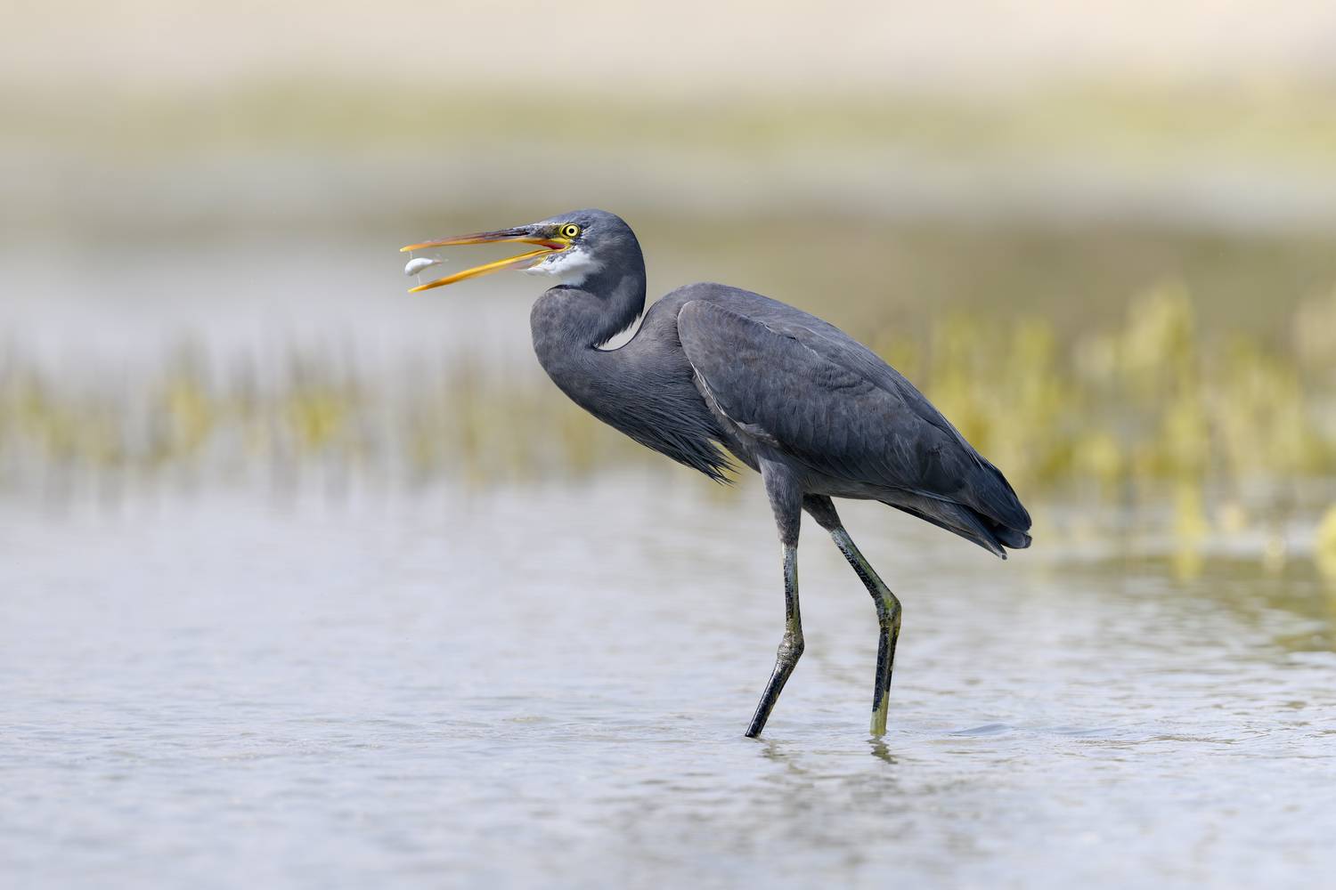 птица, фотоохота, цапля, природа, фауна, Vladimir Kulikov