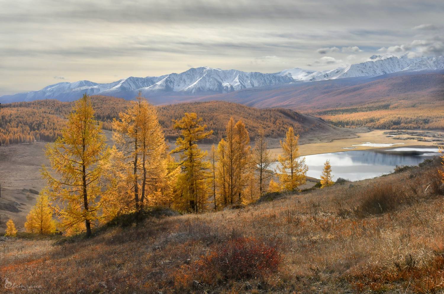 , Светлана Крат