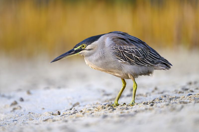 птица, фотоохота, цапля, природа, фауна Зеленая кваква фото превью