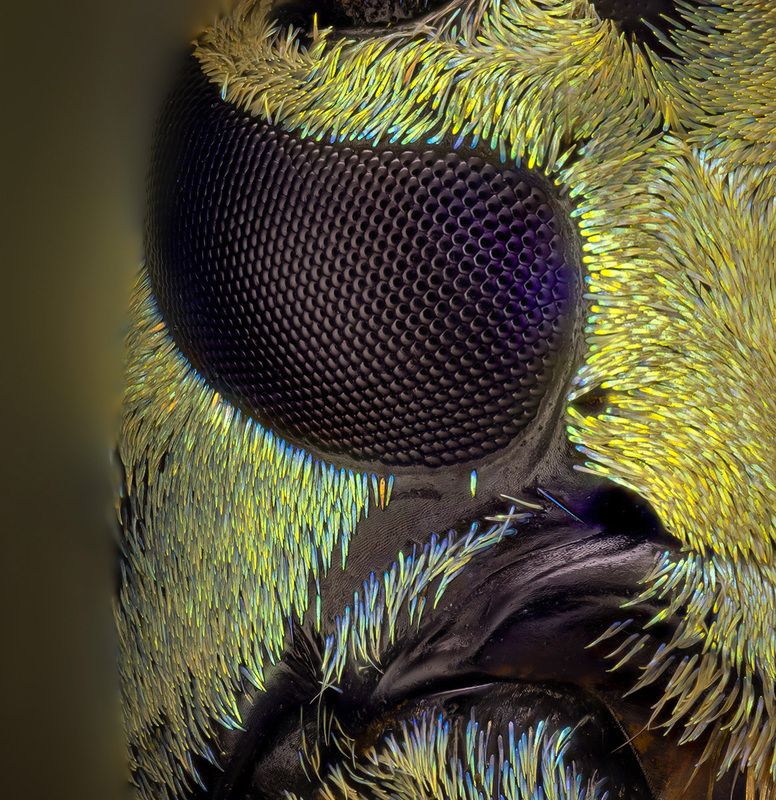 coleoptera, cerambycidae, sulawesiella rafaelae, усач Усач фото превью