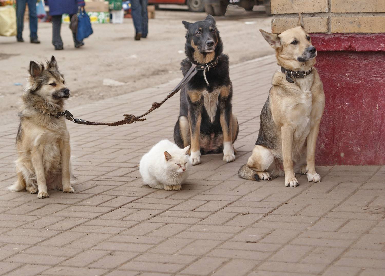животные, Виктор Парщиков