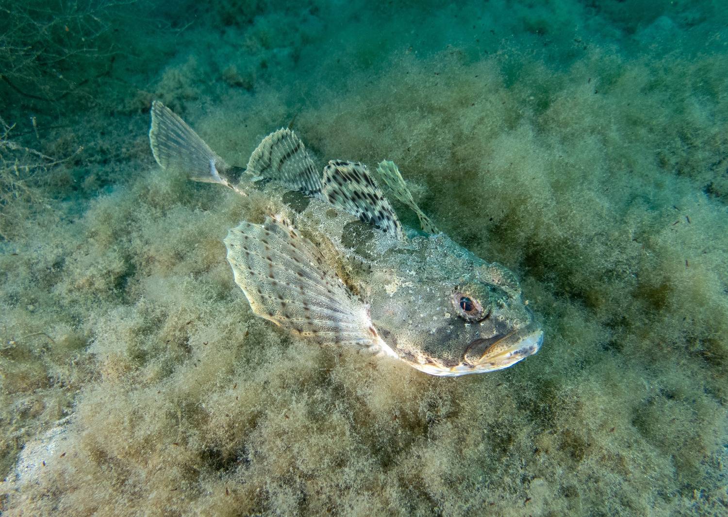 , Всеволод Сахновский