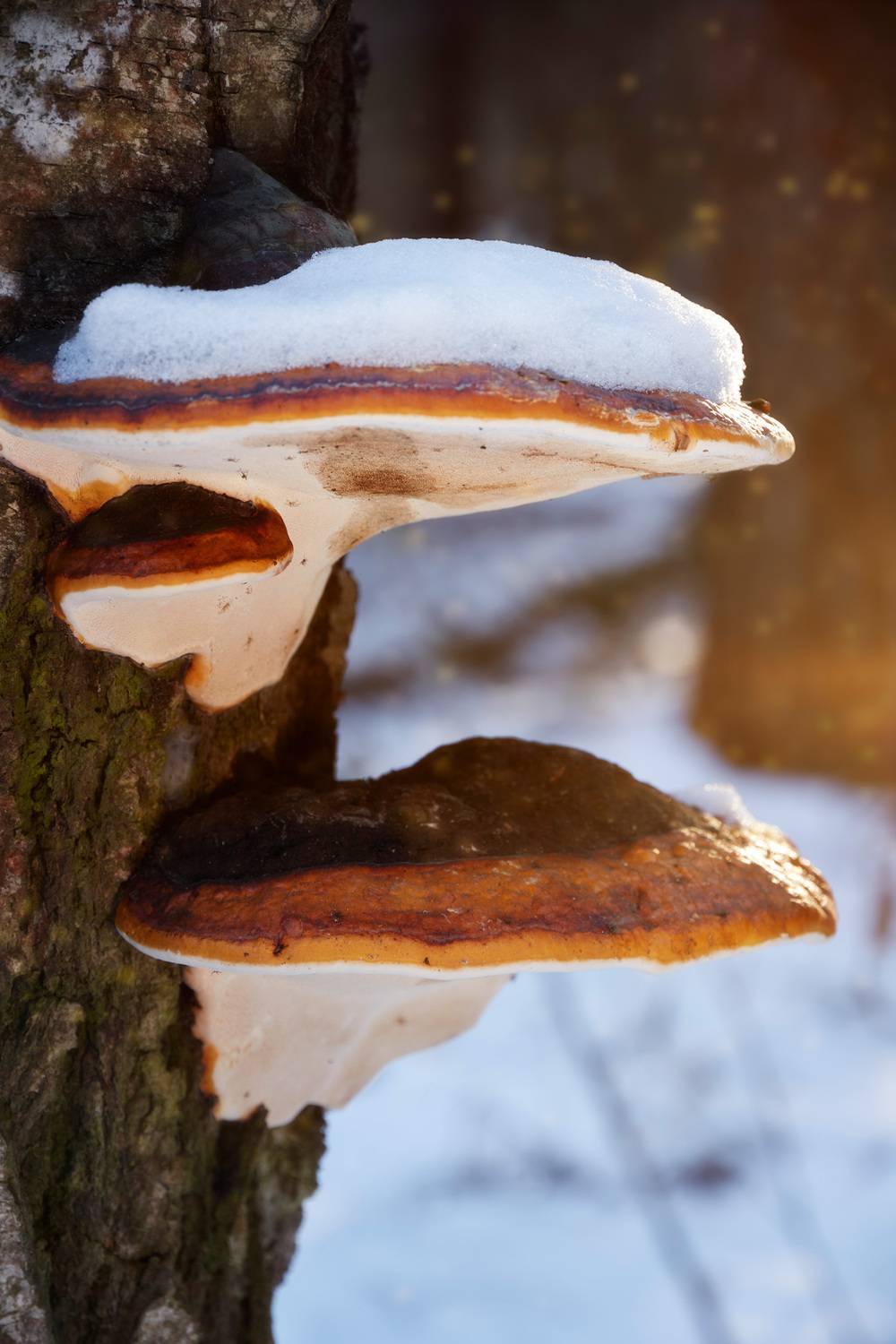 лес, грибы, Валерий Вождаев