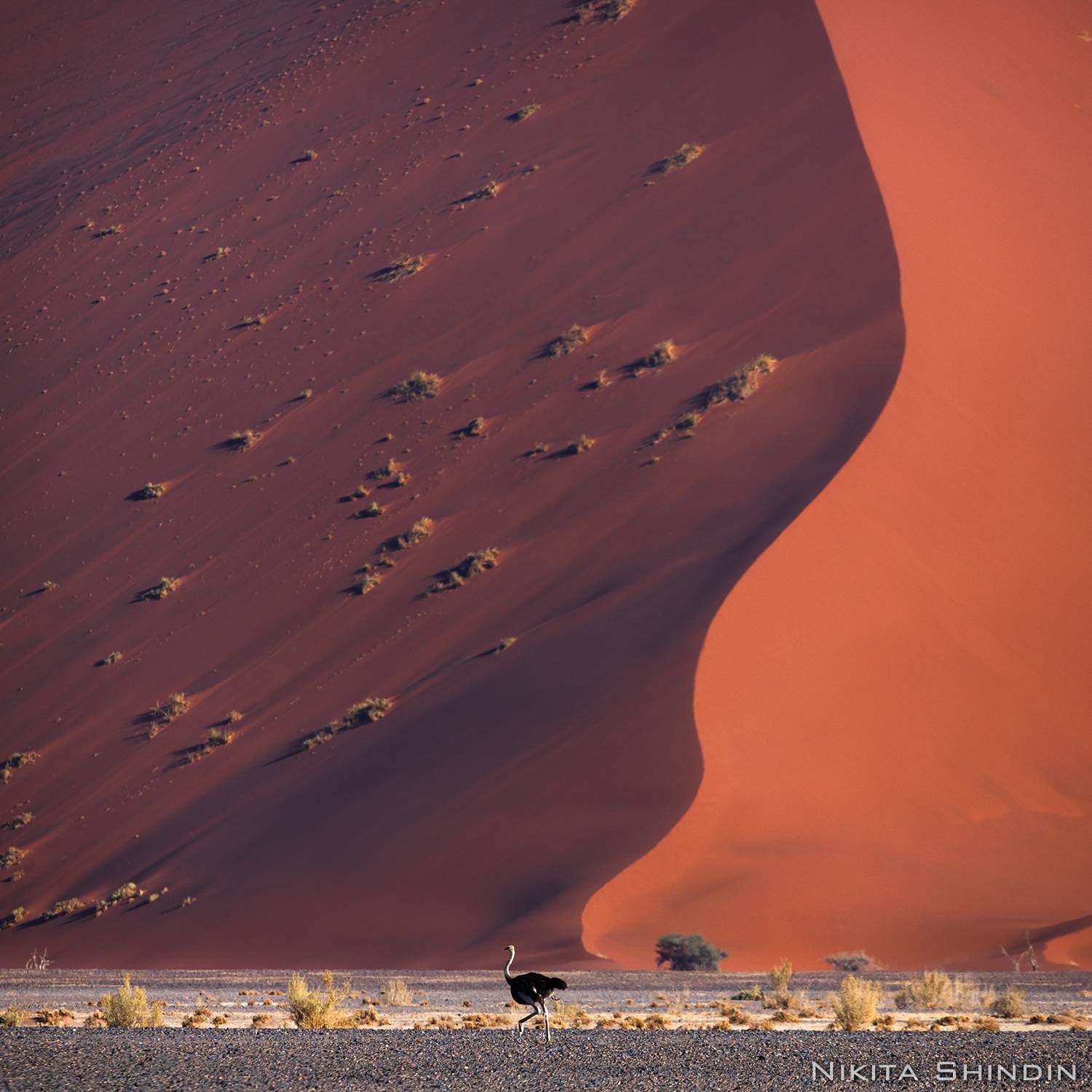 намибия страус африка пустыня namibia namib africa desert, Никита Шиндин