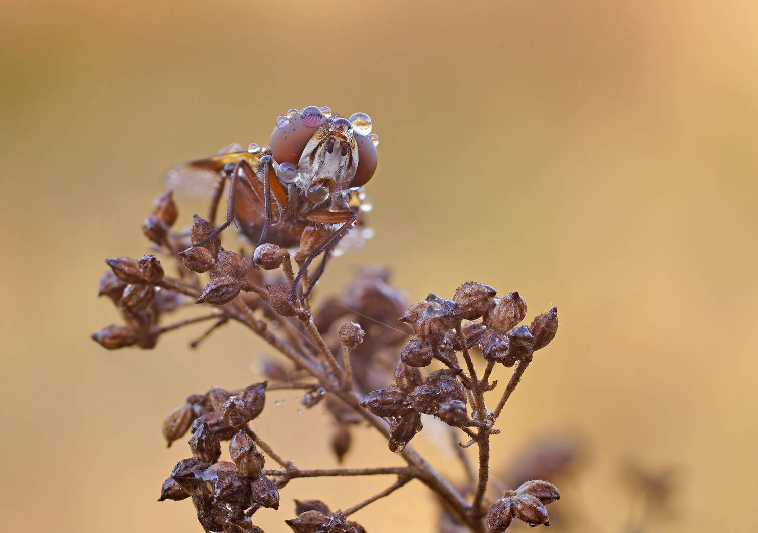 , Чепленко Алексей
